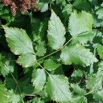 Astilbe macroflora Leaf