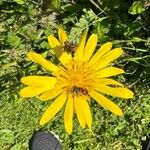 Tragopogon orientalis Flower