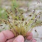 Cyperus subsquarrosus Plante entière