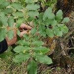 Fraxinus angustifolia Листок