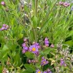 Aster tataricus Blomst