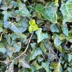 Hedera hibernica 葉