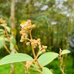 Miconia xalapensis Kvet