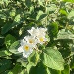 Cordia boissieriFlor