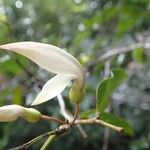 Arthroclianthus angustifolius Flower