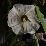 Ipomoea arborescens Flower