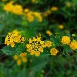 Lantana camaraFlower