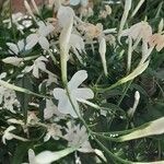 Jasminum polyanthum Цветок