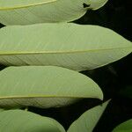 Dalbergia glomerata Leaf