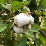 Gossypium herbaceum Fruit