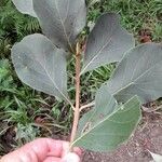 Cornutia pyramidata Hoja