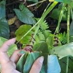 Begonia urophylla Други