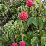 Cornus kousaഫലം