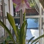 Hippeastrum reticulatum Habit