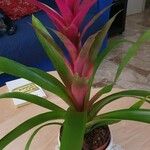 Guzmania monostachiaFlor