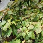 Hydrangea quercifolia Habit