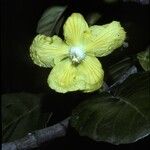 Dillenia suffruticosa फूल