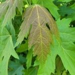 Acer × freemanii পাতা
