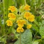 Primula veris Blad