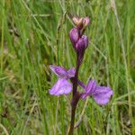 Anacamptis palustris Flor
