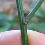 Desmodium paniculatum Bark