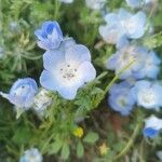 Nemophila menziesii Flor