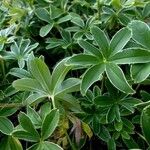 Alchemilla pallens Blad