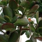 Crassula ovata অন্যান্য