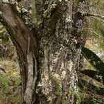 Juniperus flaccida Rhisgl