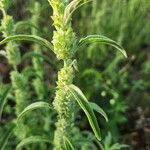 Meiosperma bracteatum Φύλλο