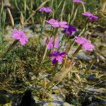 Dianthus deltoides Pokrój