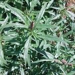 Amaranthus muricatus Leaf