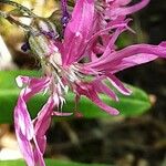 Lychnis flos-cuculi 花