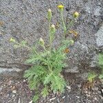 Senecio viscosus Habit