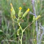 Crepis pulchra Λουλούδι