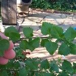 Sutera cordata Hoja