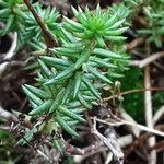 Petrosedum forsterianum Hoja