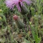 Klasea pinnatifida Flower