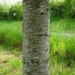 Zelkova carpinifolia Bark