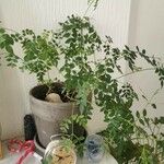 Moringa oleifera পাতা