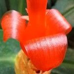 Costus woodsoniiŽiedas