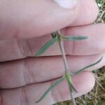 Helianthemum lippii Yaprak