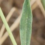 Gypsophila capillaris Hoja