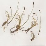 Carex rupestris Облик