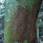 Richeria grandis Bark