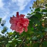 Hibiscus mutabilis Fiore