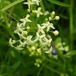 Galium mollugo (Blüte)