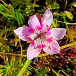 Wurmbea biglandulosa Flower