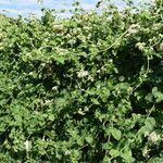 Mikania cordifolia Habit