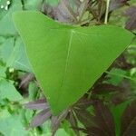 Persicaria perfoliata पत्ता